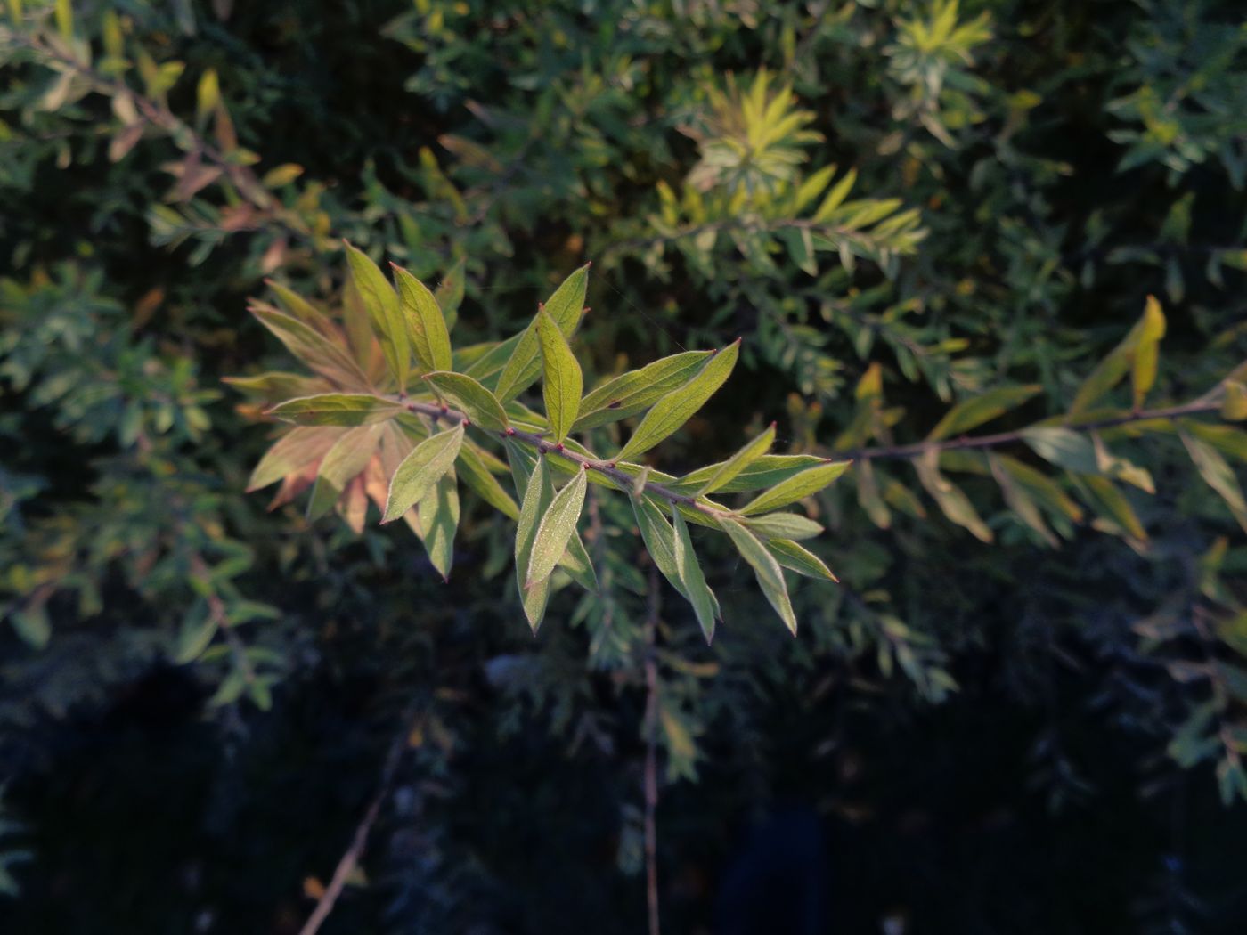 Image of Spiraea &times; cinerea specimen.