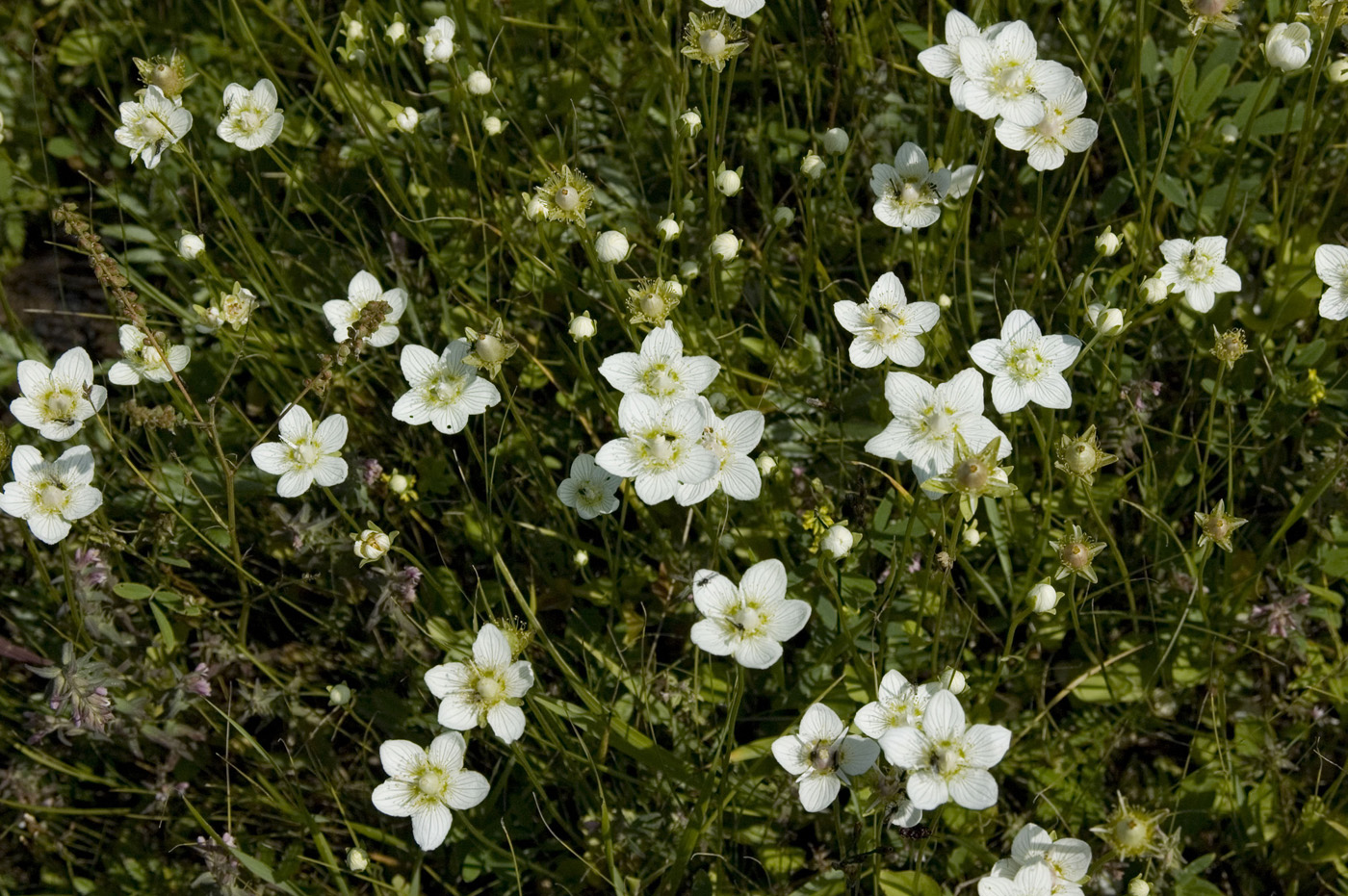 Изображение особи Parnassia palustris.