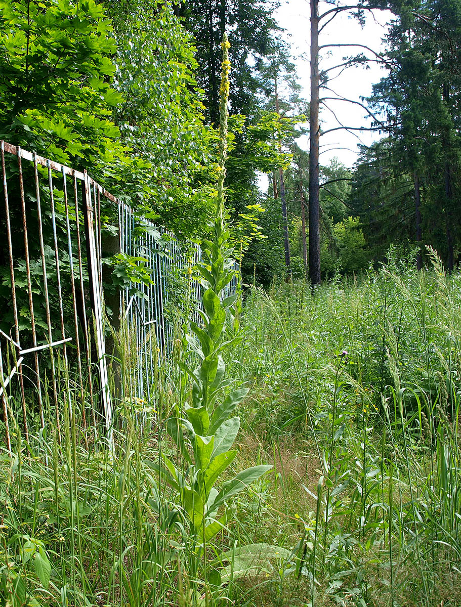 Image of Verbascum thapsus specimen.