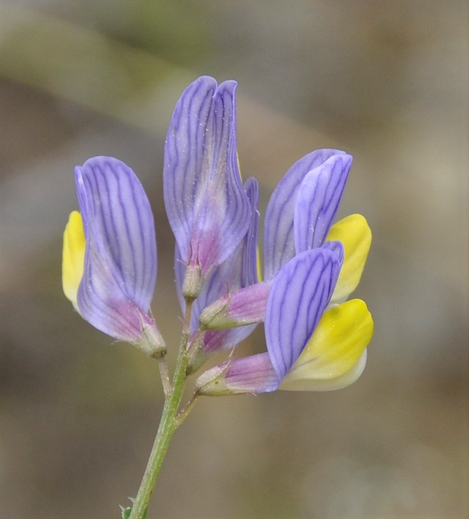 Image of Vicia lunata specimen.