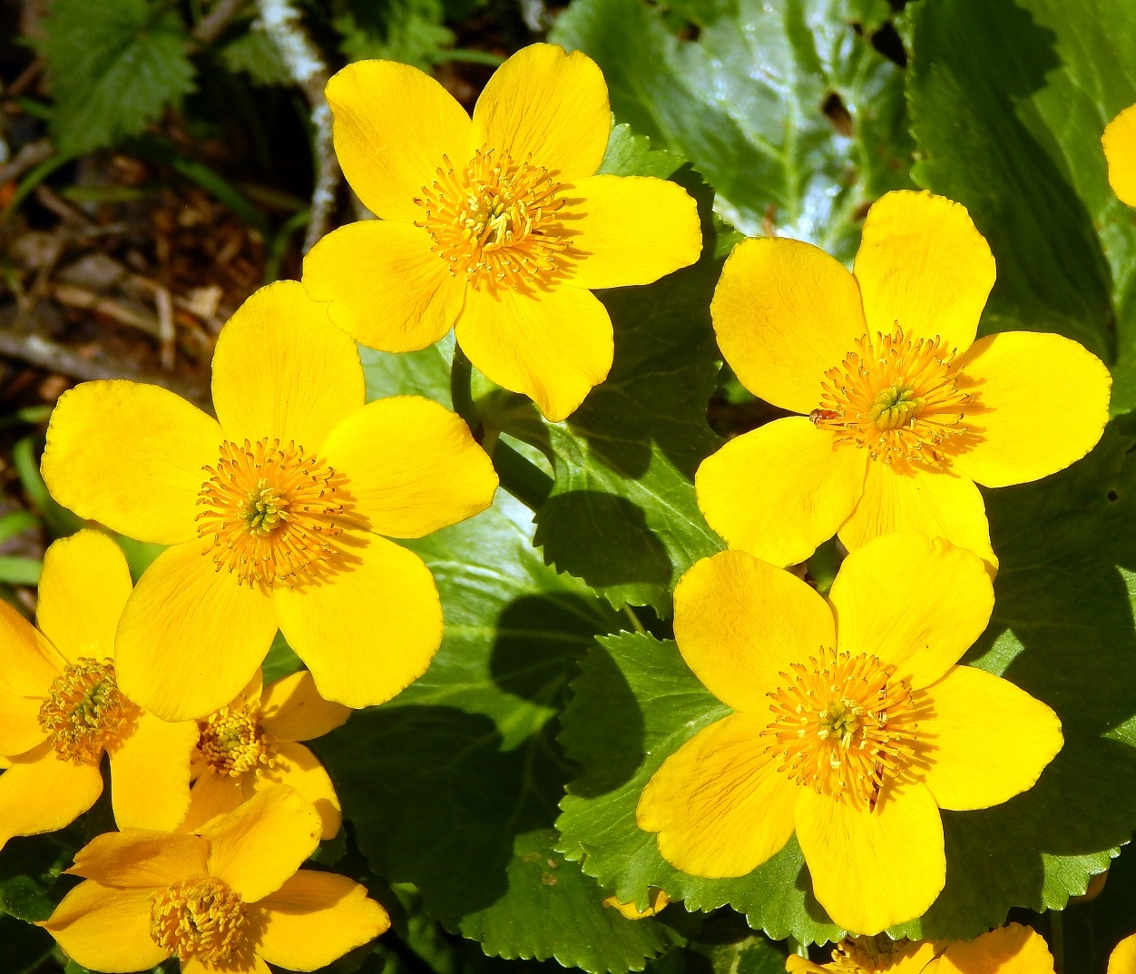 Изображение особи Caltha palustris.