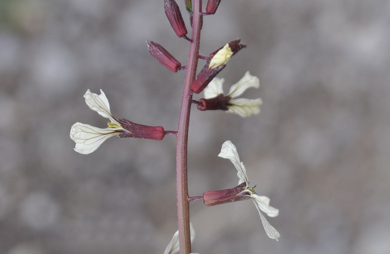 Image of Eruca sativa specimen.