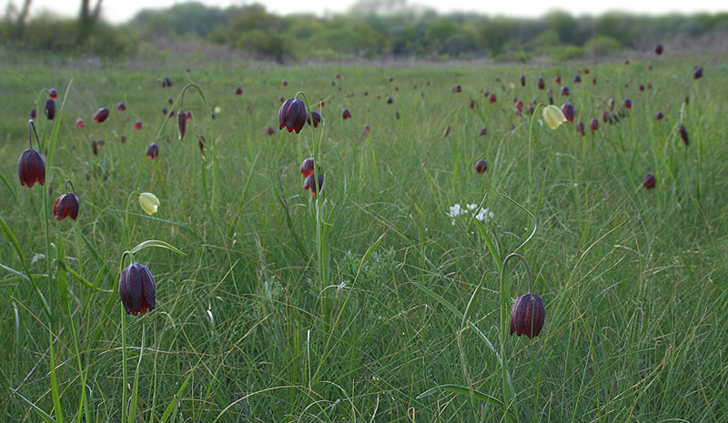 Изображение особи Fritillaria meleagroides.