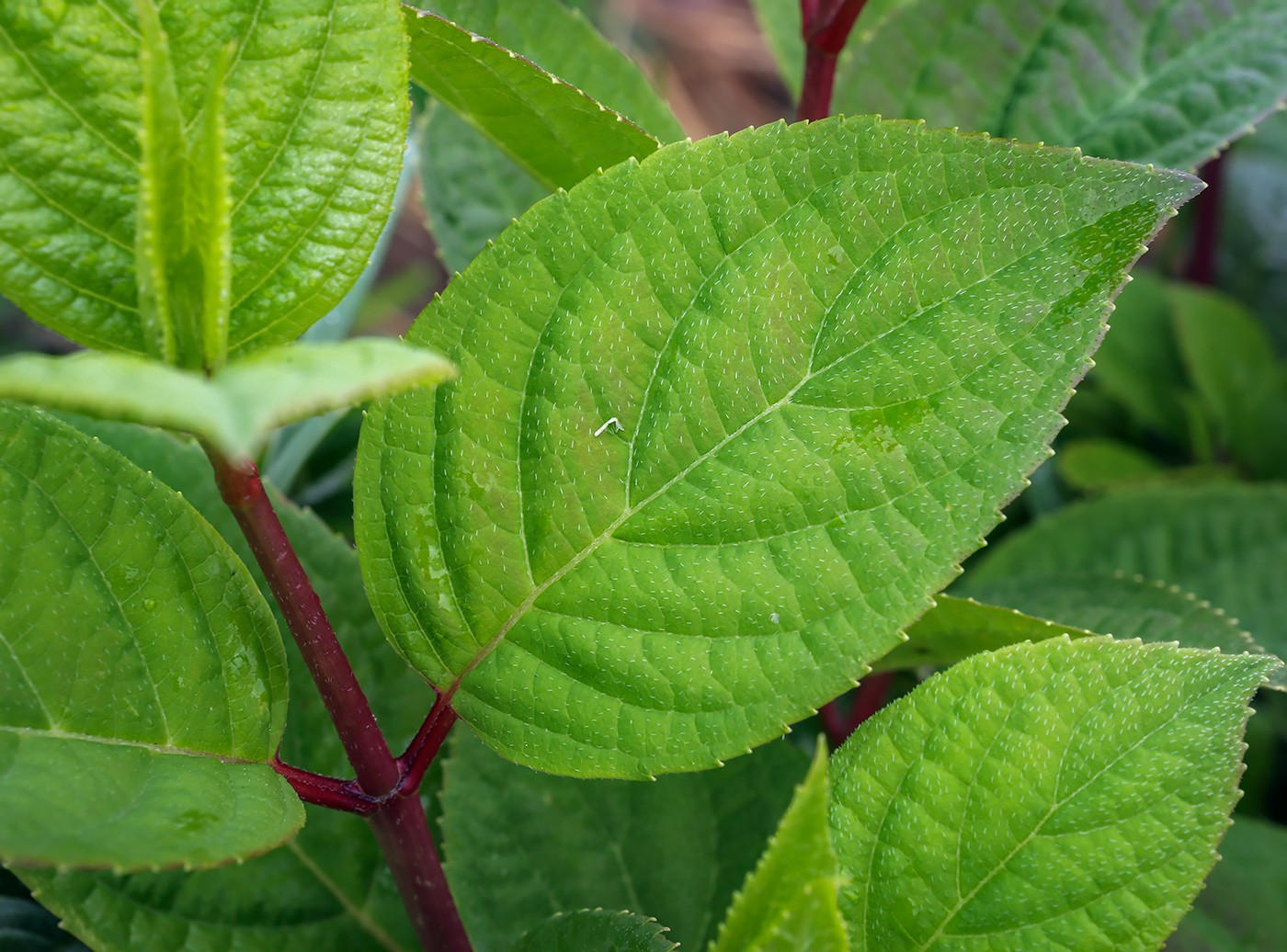 Image of Hydrangea paniculata specimen.