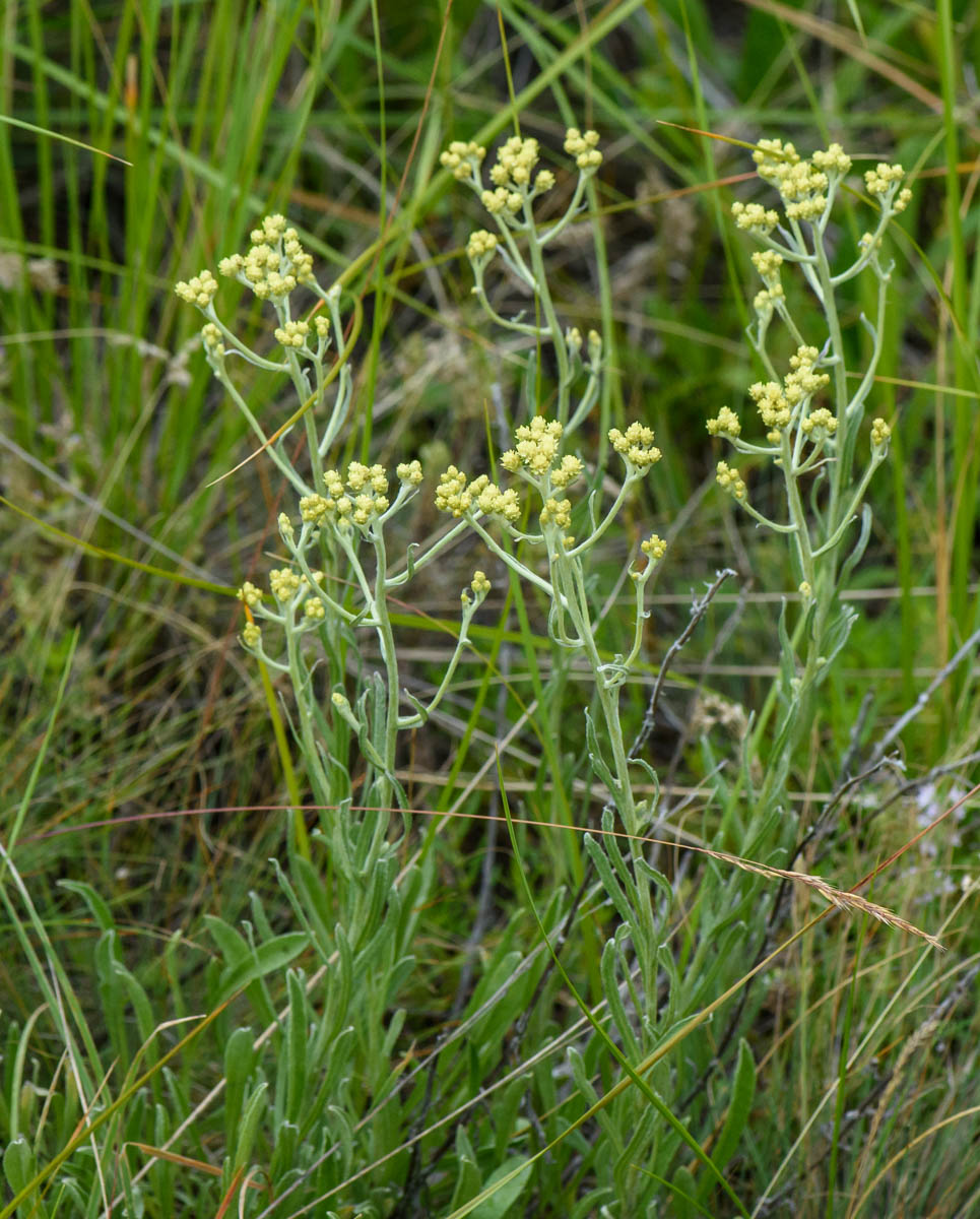 Image of Helichrysum arenarium specimen.