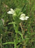 Bellardia trixago. Верхушка цветущего растения. Дагестан, Табасаранский р-н, 5 км к северу от с. Дарваг, луг. 3 июня 2019 г.