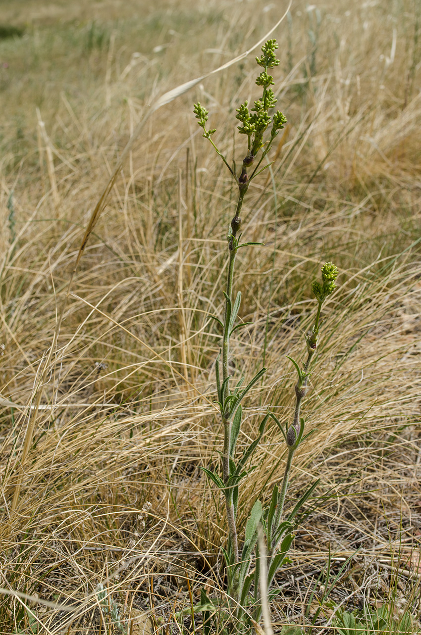 Image of Silene chersonensis specimen.