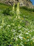 Aconitum orientale. Верхушки цветущих растений. Карачаево-Черкесия, Карачаевский р-н, окр. пос. Домбай, ущелье р. Аманауз, луг на каменистом склоне. 28.08.2019.