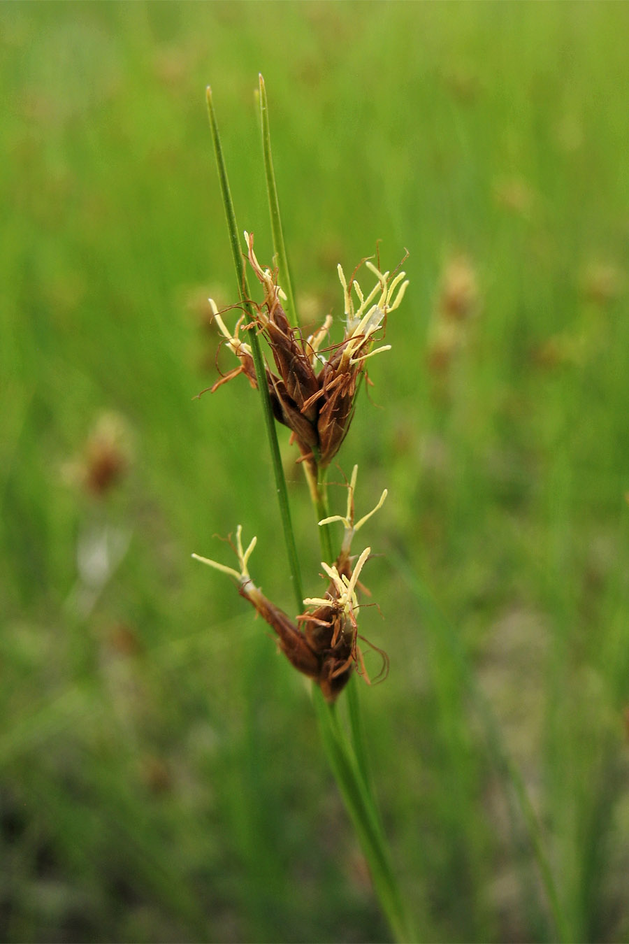 Image of Rhynchospora fusca specimen.