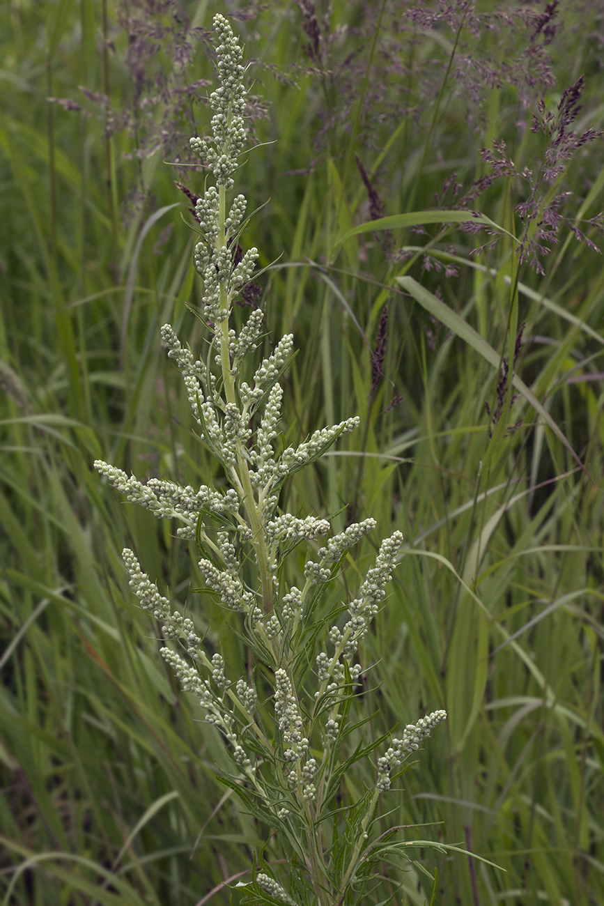 Image of Artemisia leucophylla specimen.