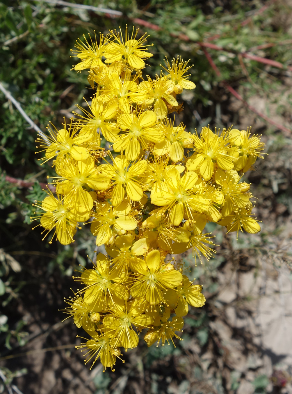 Image of Hypericum scabrum specimen.