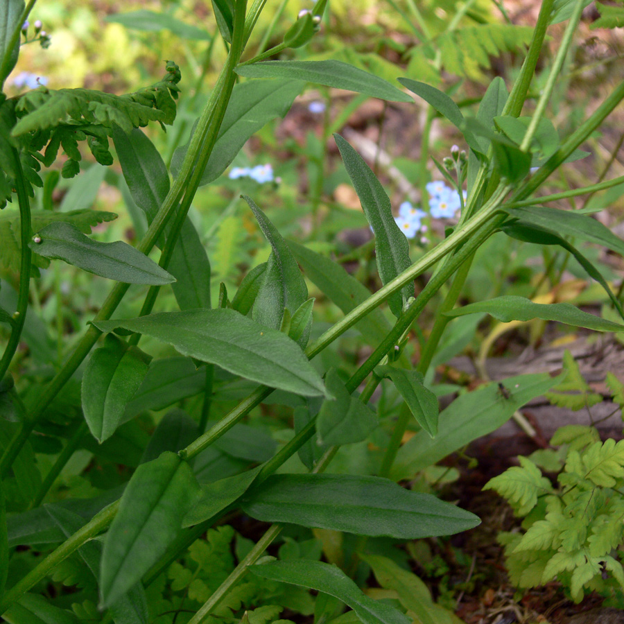 Изображение особи Myosotis palustris.