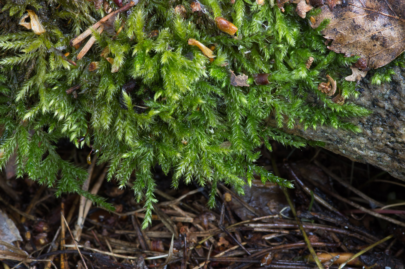 Изображение особи семейство Brachytheciaceae.