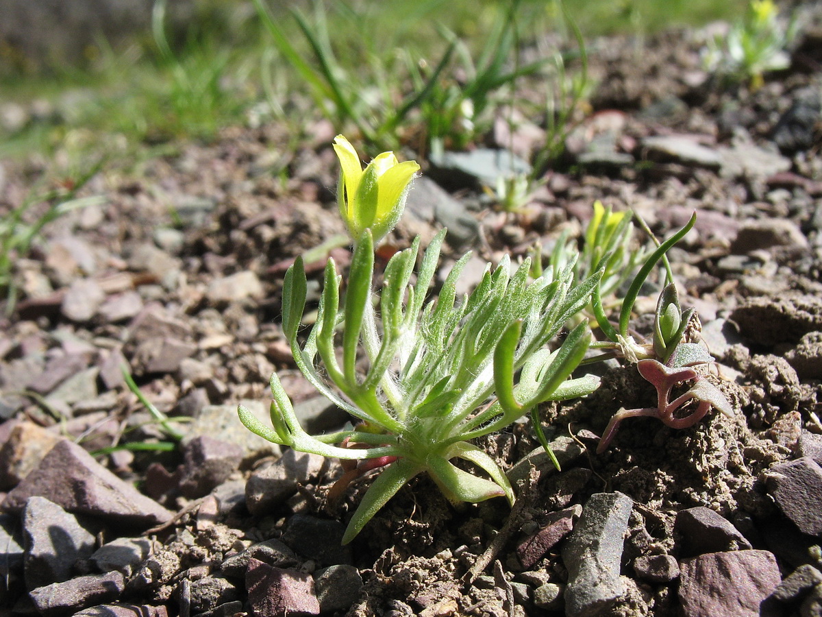 Изображение особи Ceratocephala orthoceras.