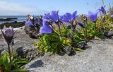 Campanula lasiocarpa