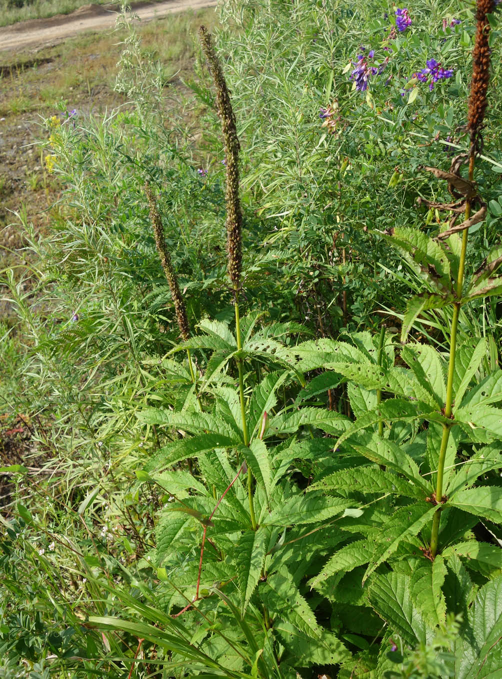 Изображение особи Veronicastrum sibiricum.