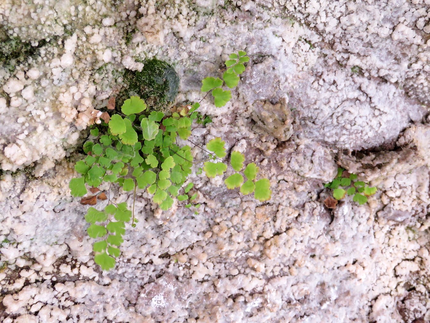 Изображение особи Adiantum capillus-veneris.