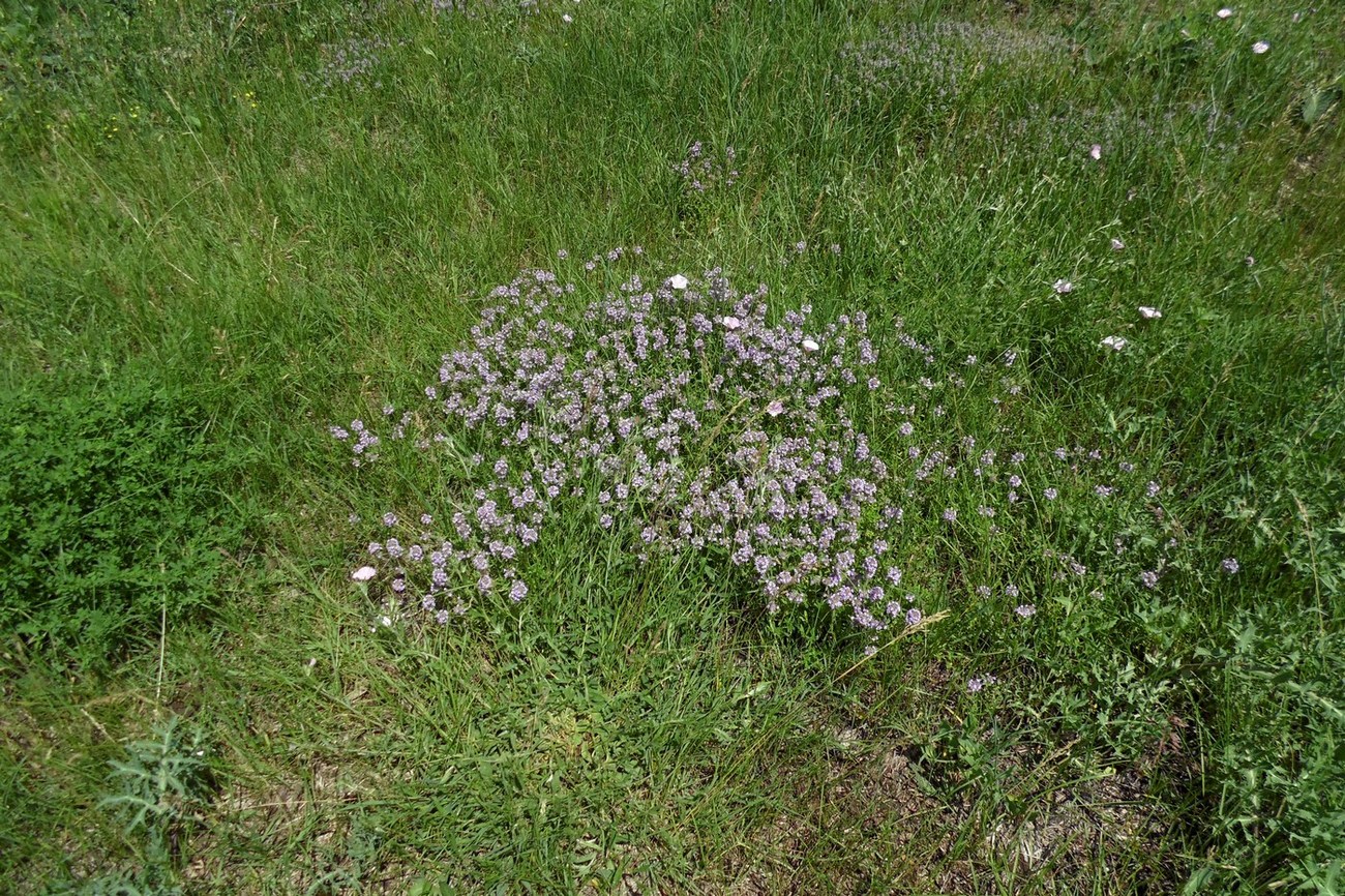 Image of Thymus marschallianus specimen.