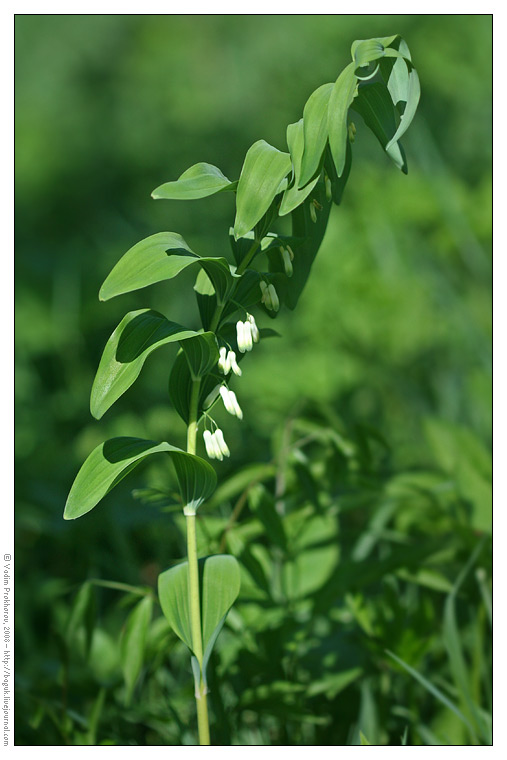 Image of Polygonatum multiflorum specimen.