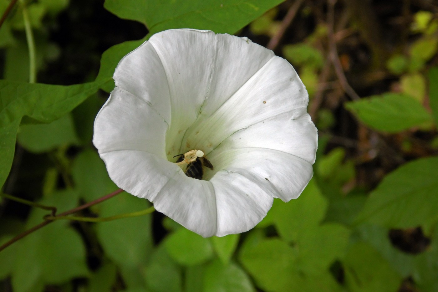 Image of Calystegia silvatica specimen.