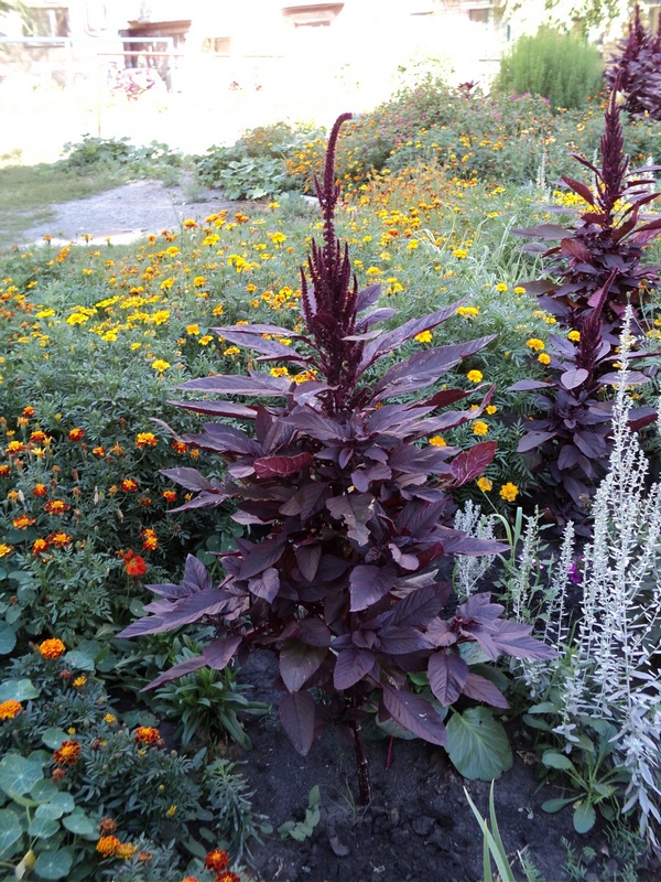 Image of Amaranthus hypochondriacus specimen.