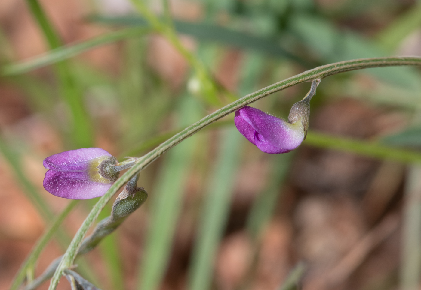 Image of Tephrosia dregeana specimen.