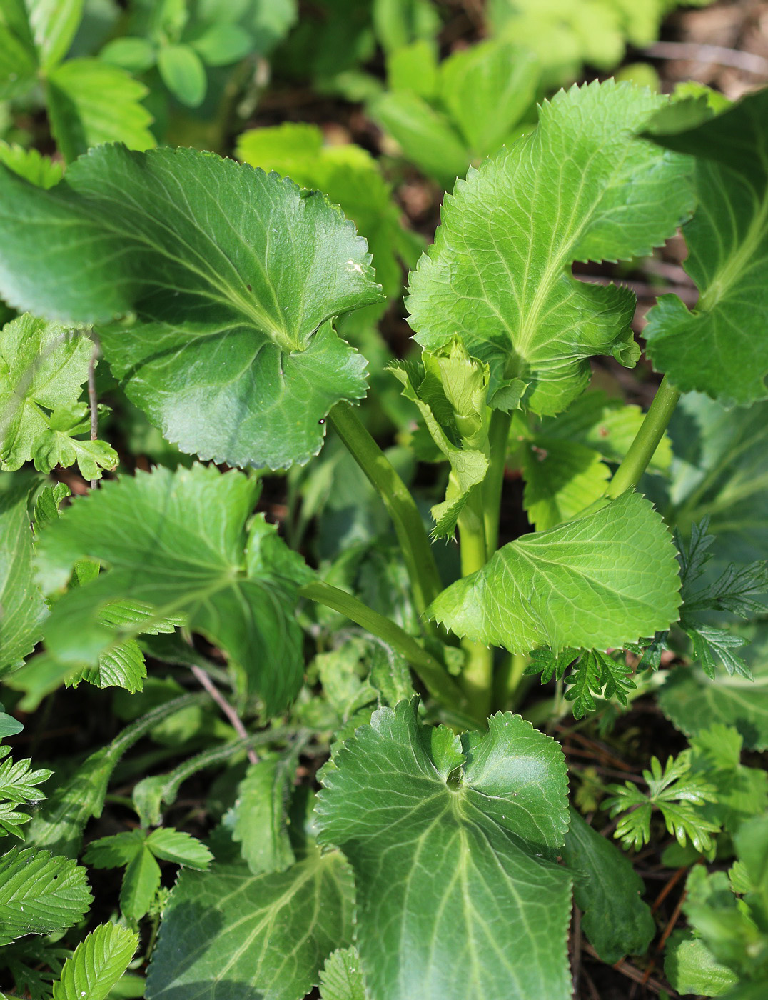 Изображение особи Eryngium planum.