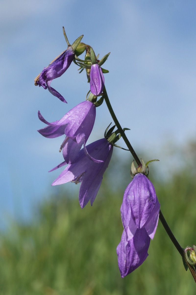 Изображение особи Campanula rapunculoides.