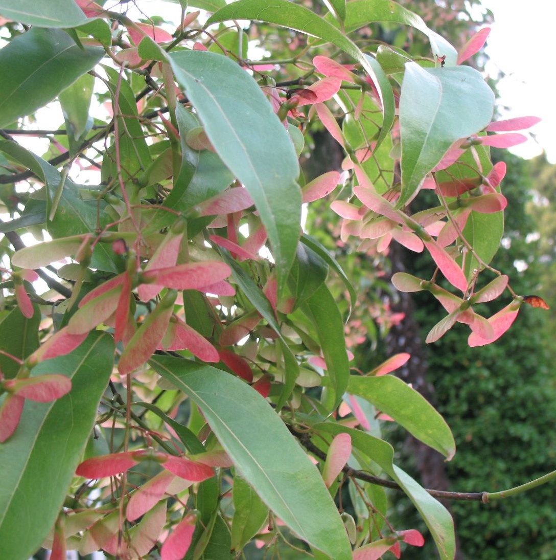 Image of Acer laevigatum specimen.