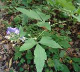 genus Aconitum. Верхушка побега с соцветием. Тверская обл., г. Тверь, Заволжский р-н, ботанический сад ТвГУ, в культуре. 14 сентября 2019 г.