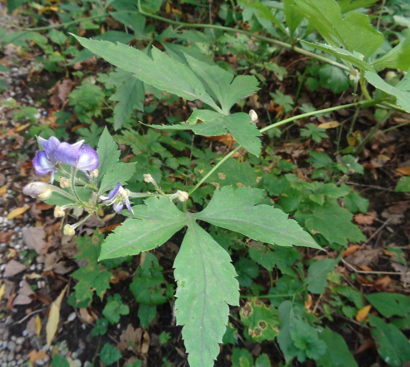 Image of genus Aconitum specimen.