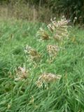 Dactylis glomerata. Соцветие. Хабаровск, за 1-й краевой больницей. 17.09.2012.