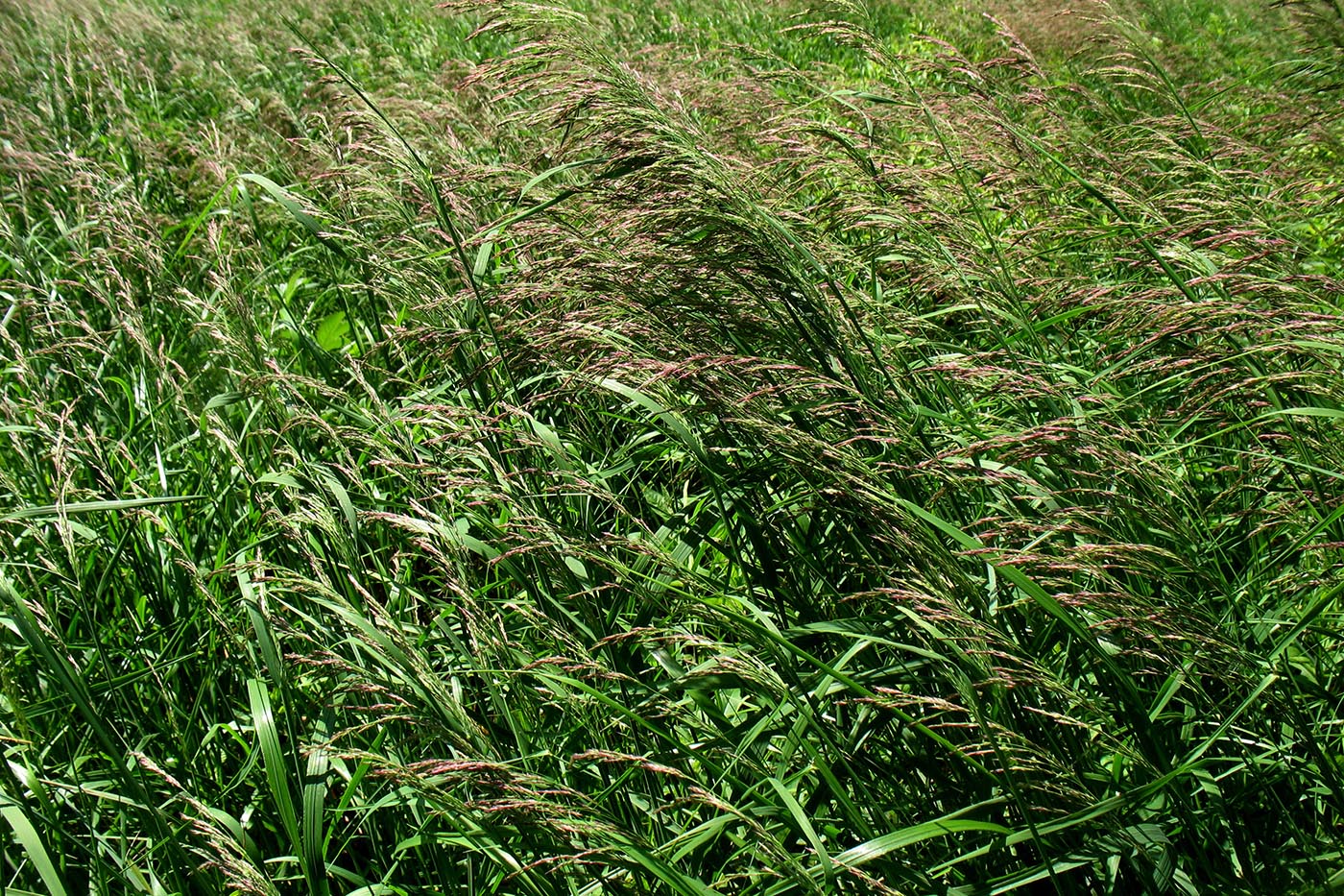 Image of Calamagrostis canescens specimen.