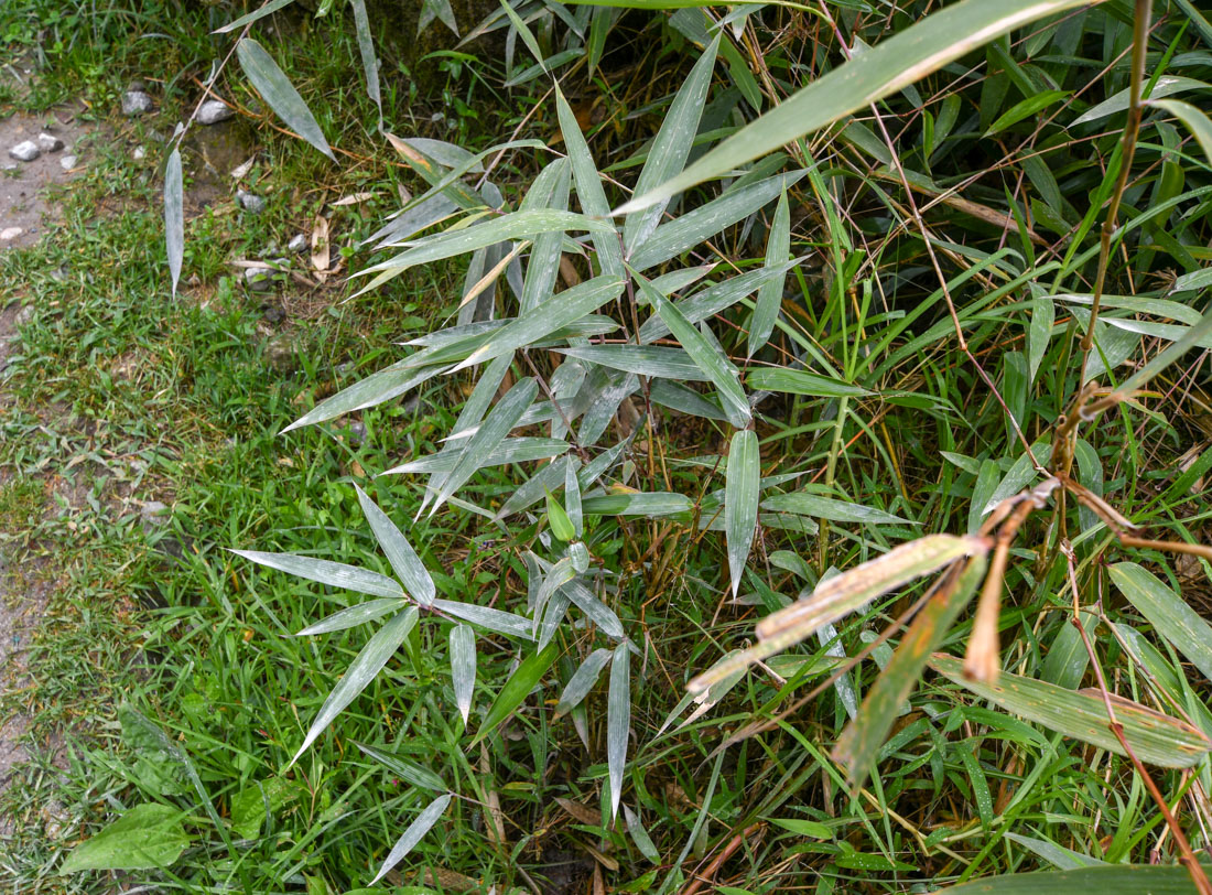 Изображение особи семейство Poaceae.