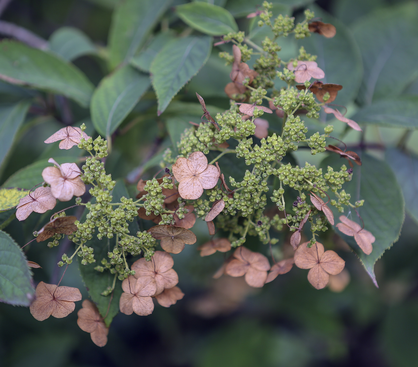 Изображение особи Hydrangea heteromalla.