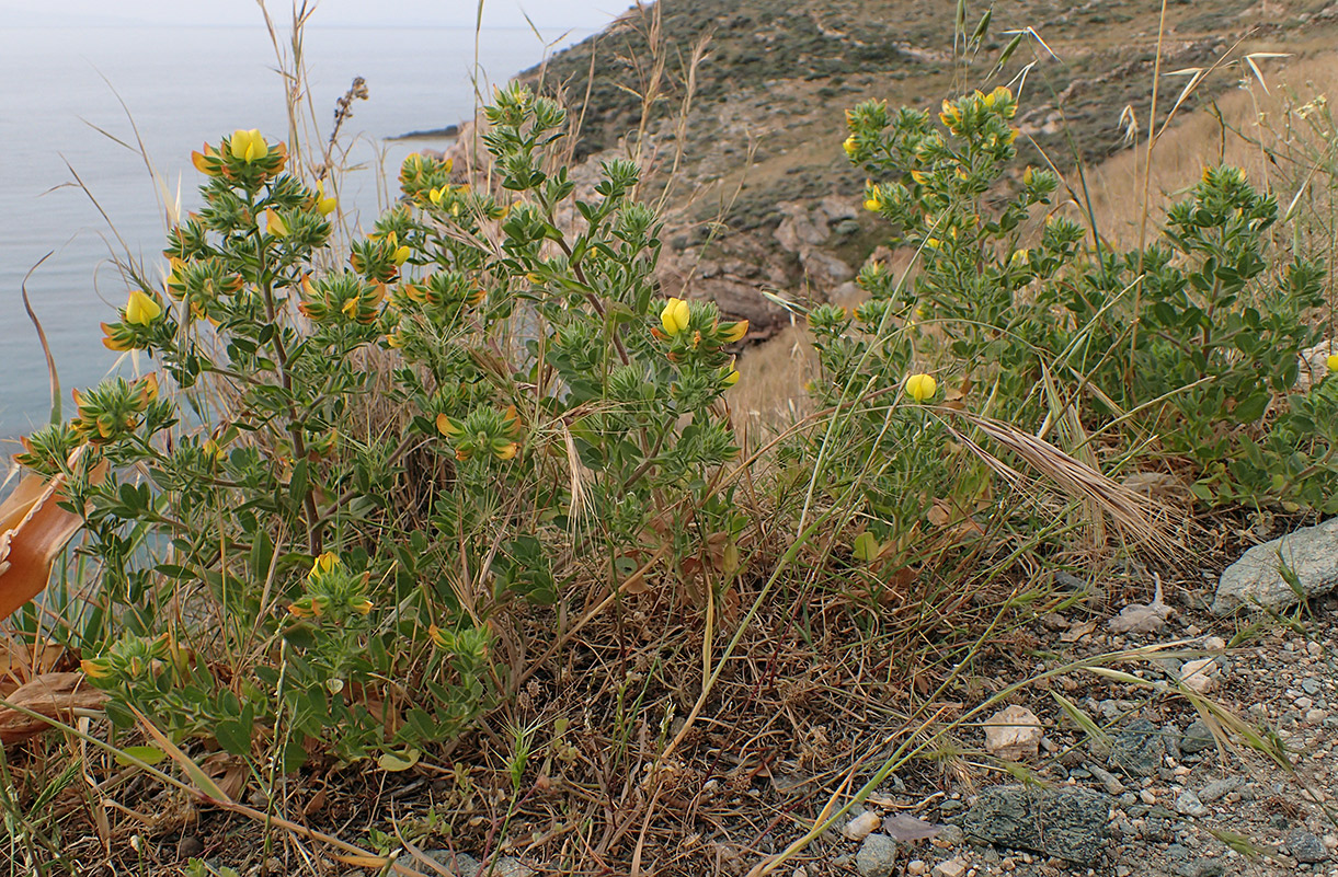 Image of Ononis pubescens specimen.