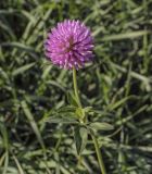 Trifolium pratense. Верхушка цветущего растения. Татарстан, Агрызский р-н, с. Красный Бор, хозяйственный двор. 10.10.2021.