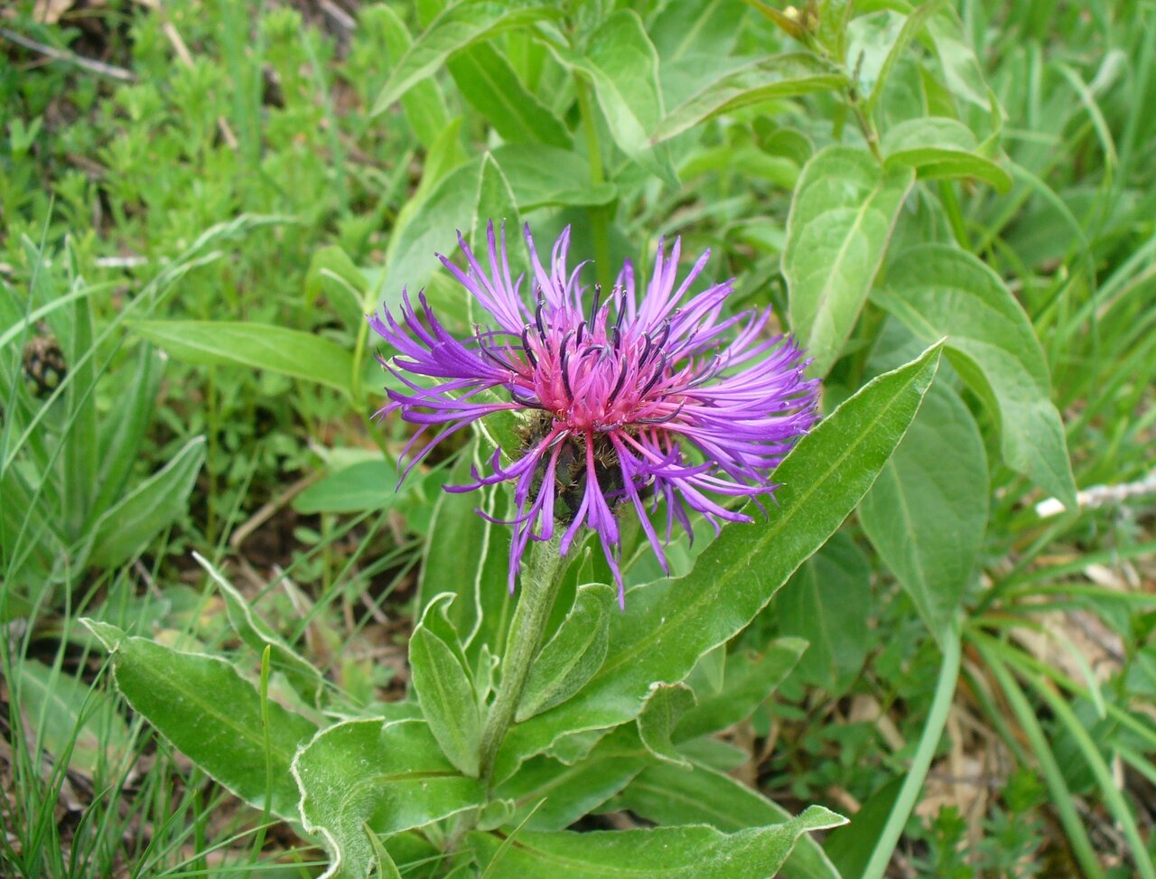 Изображение особи Centaurea triumfettii ssp. axillaris.