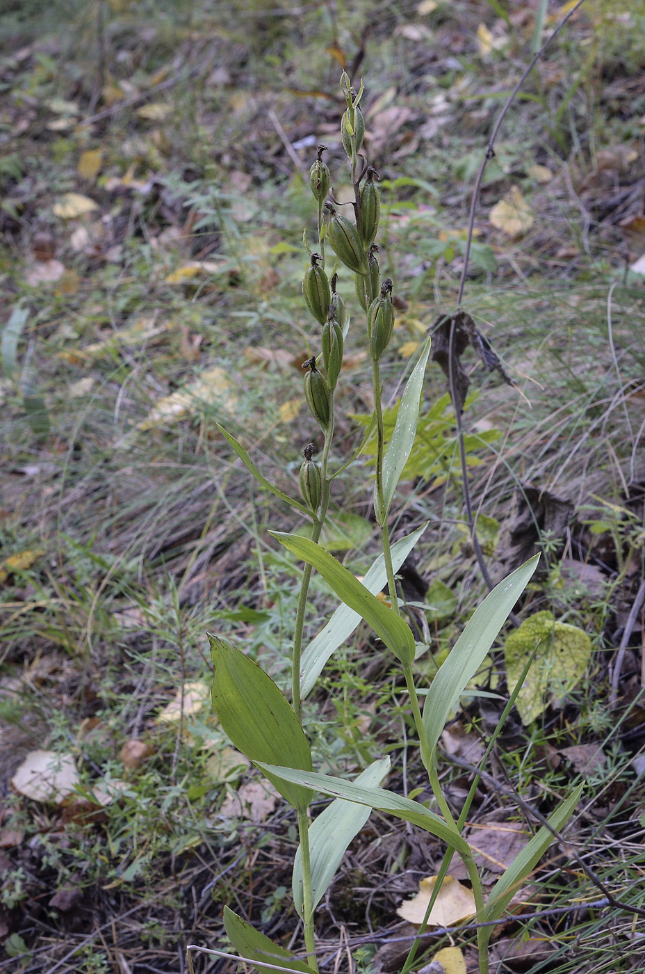 Image of Cephalanthera rubra specimen.