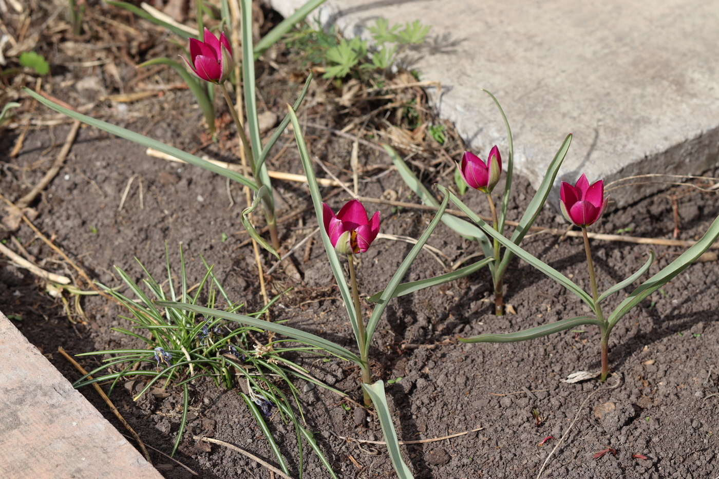 Image of Tulipa humilis specimen.