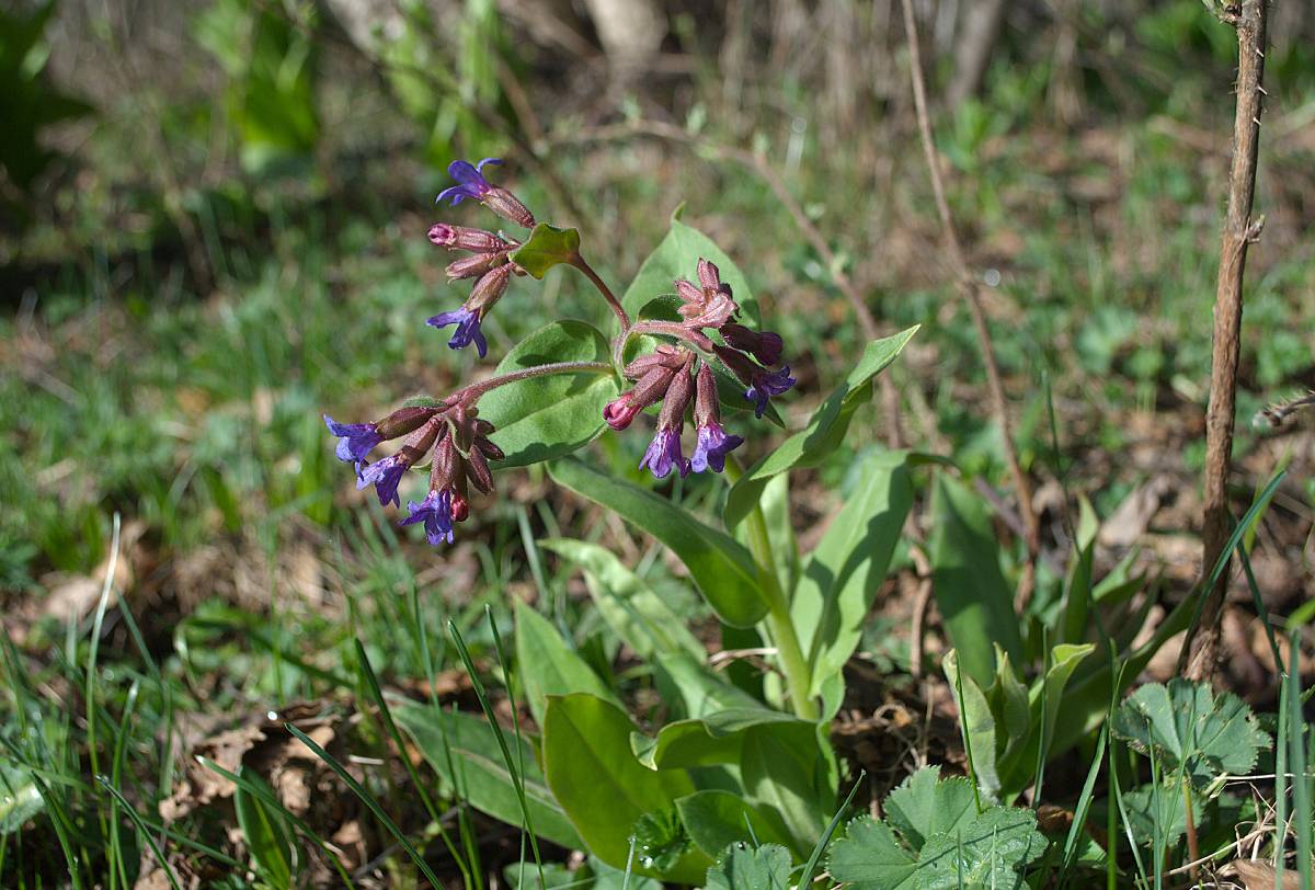 Image of Pulmonaria mollis specimen.