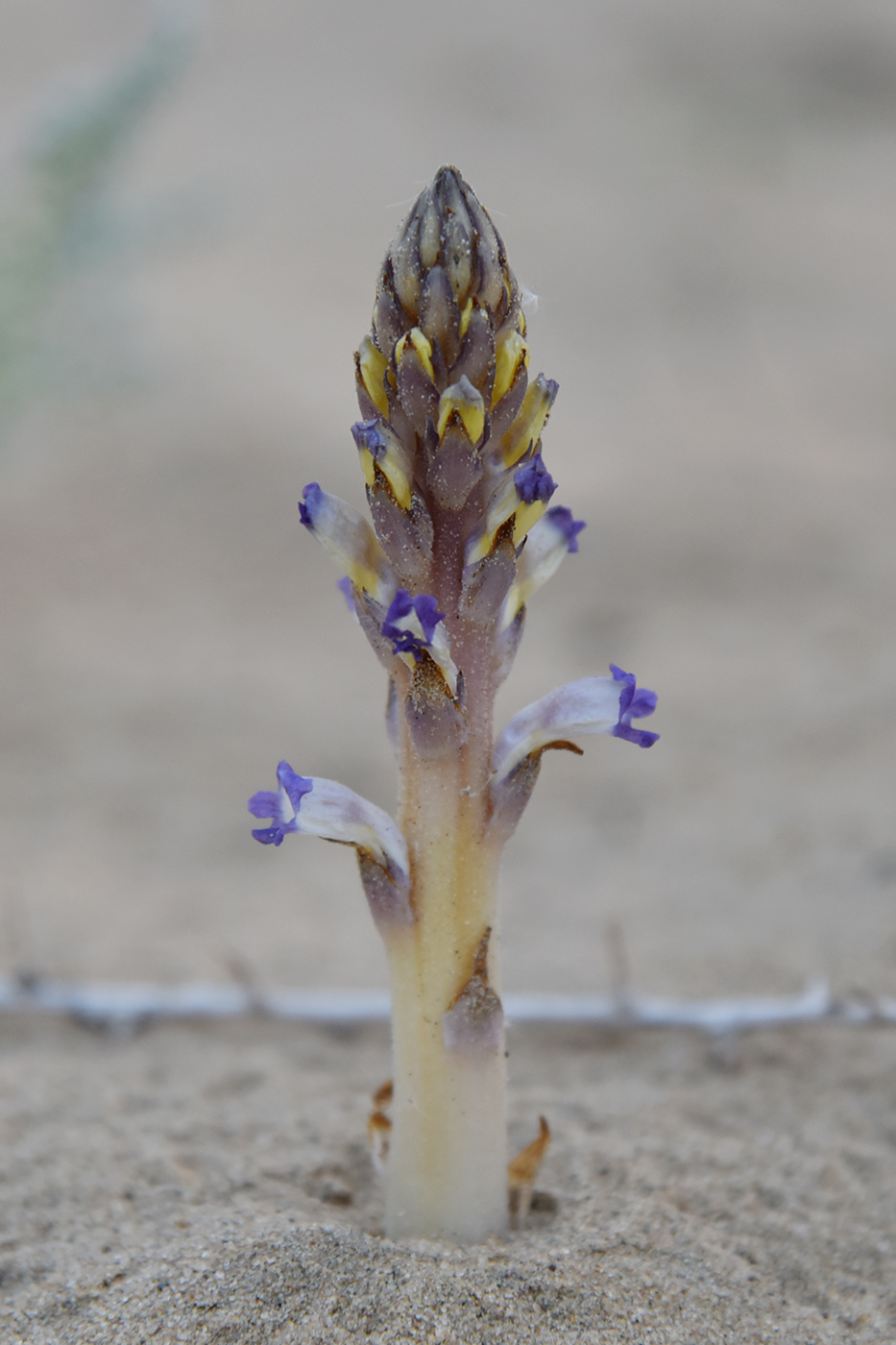 Image of genus Orobanche specimen.