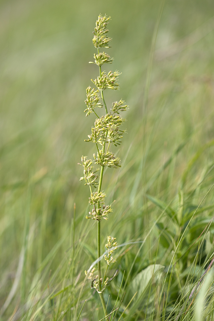 Изображение особи Silene chersonensis.