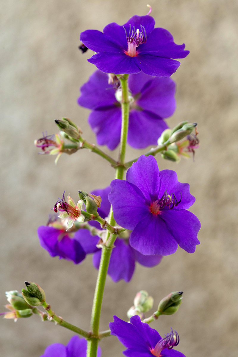 Image of Tibouchina urvilleana specimen.