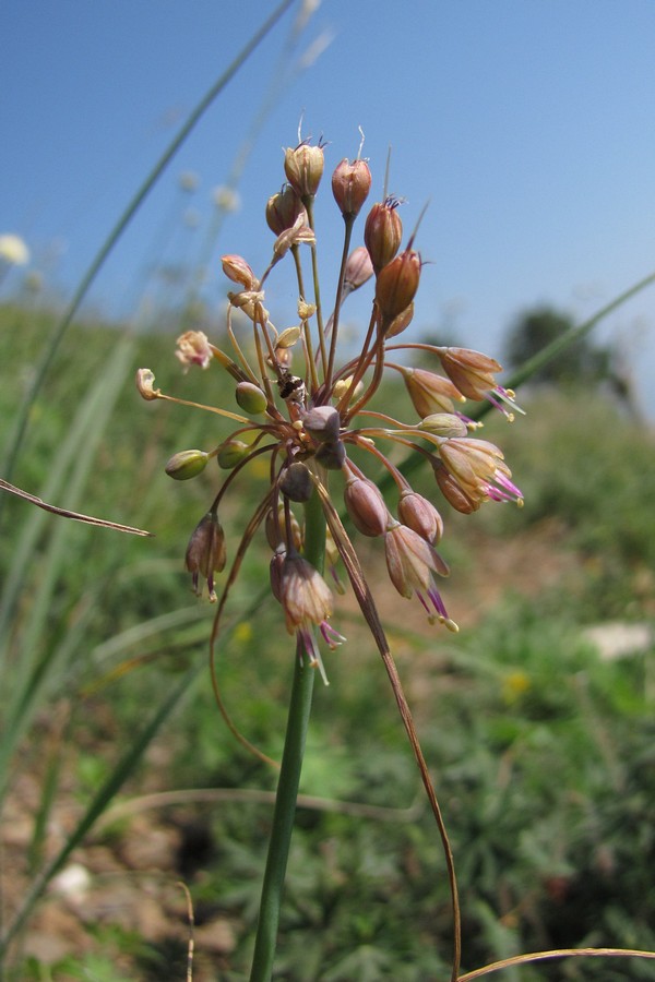 Image of Allium paczoskianum specimen.