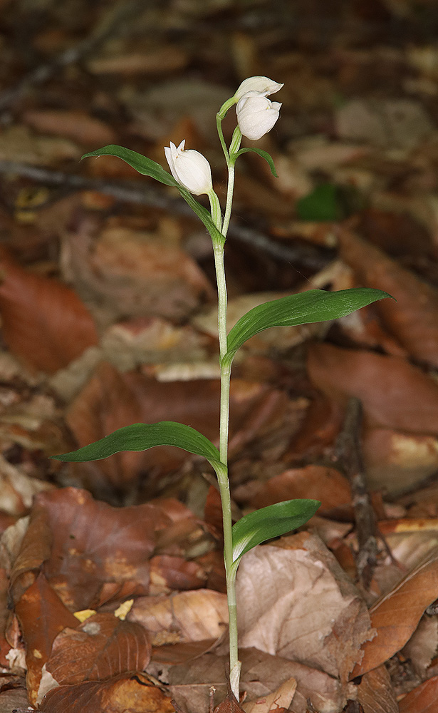 Image of Cephalanthera damasonium specimen.