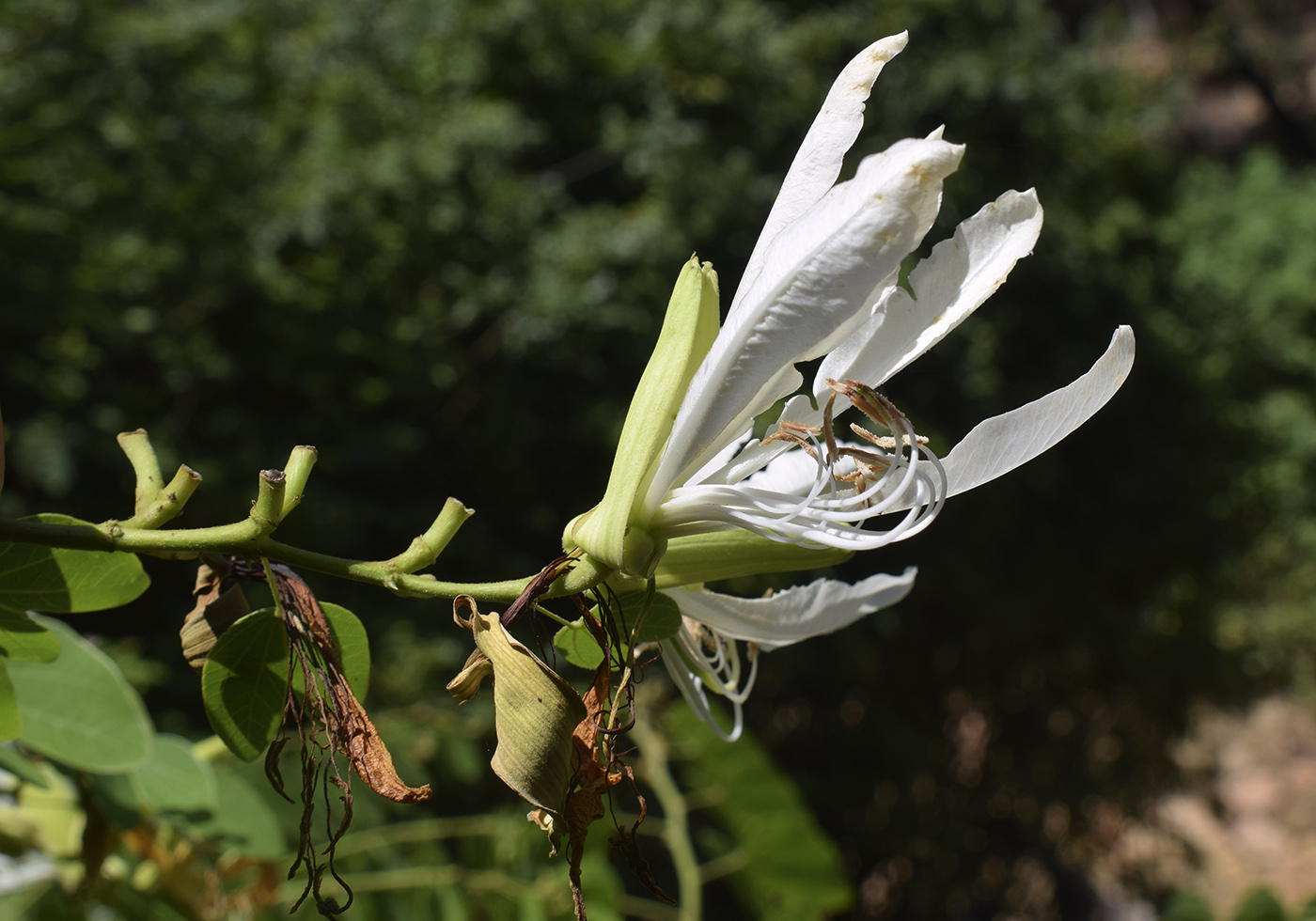 Изображение особи Bauhinia forficata.