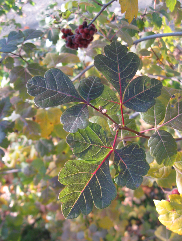 Изображение особи Rhus trilobata.