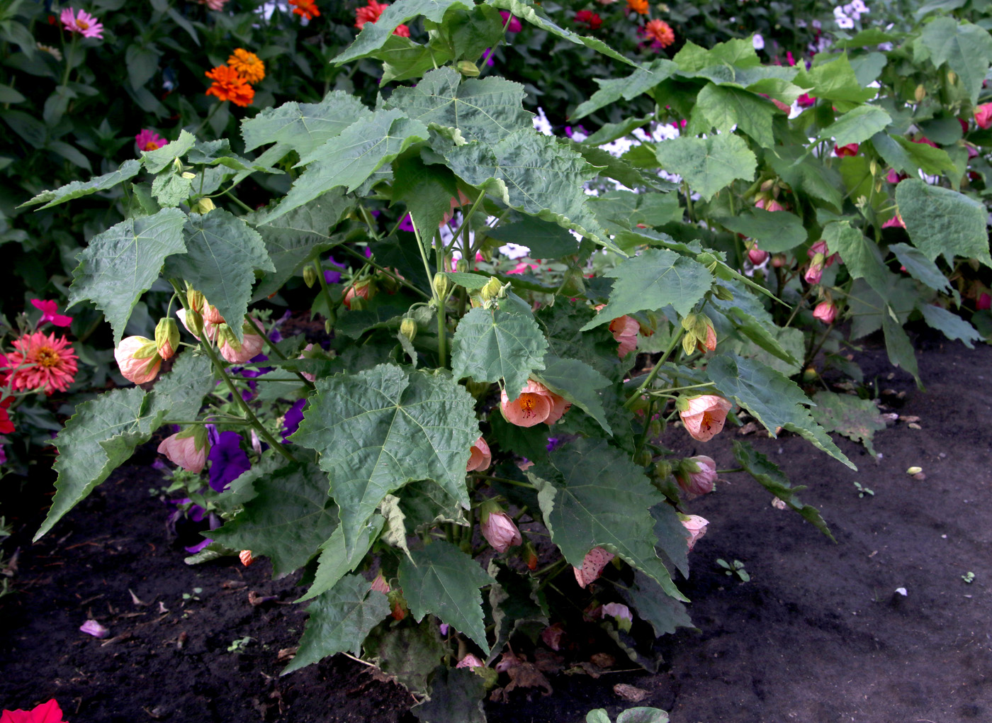 Изображение особи Abutilon &times; hybridum.