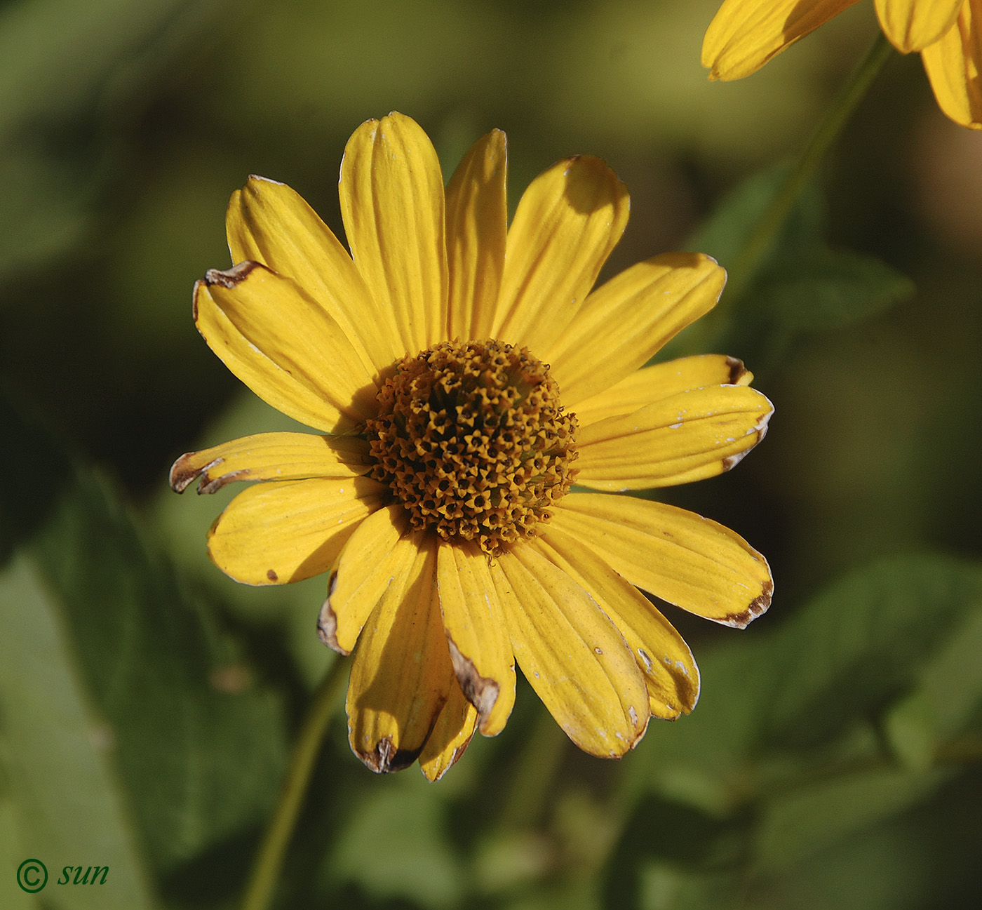 Изображение особи Helianthus tuberosus.